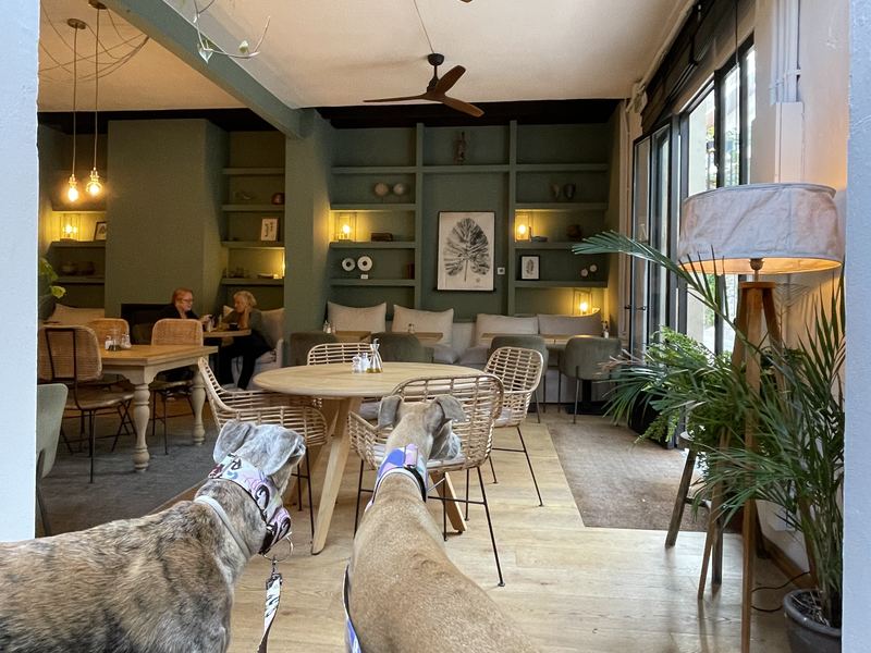 Greyhounds Looking For A Table