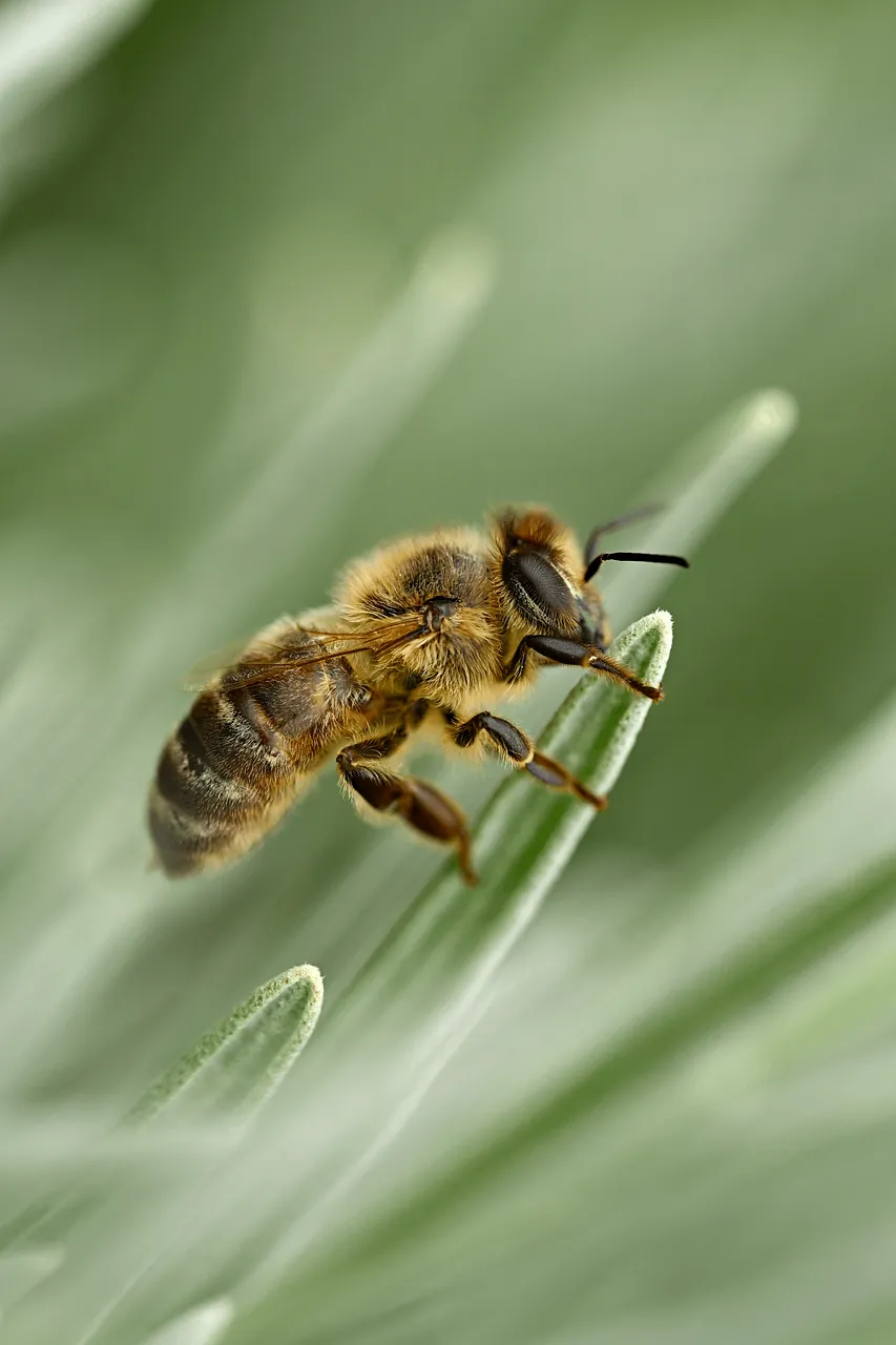 Akirevarga Bee
