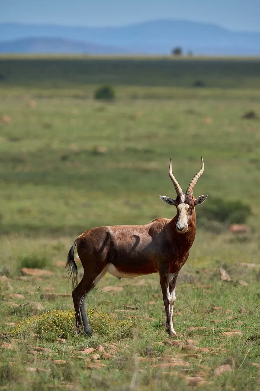 Wolfgang Hasselmann Antelope