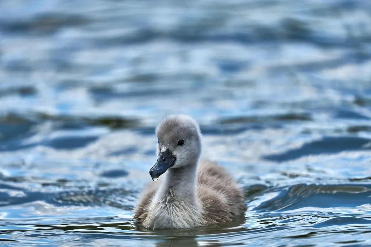 Wolfgang Hasselmann Cygnet
